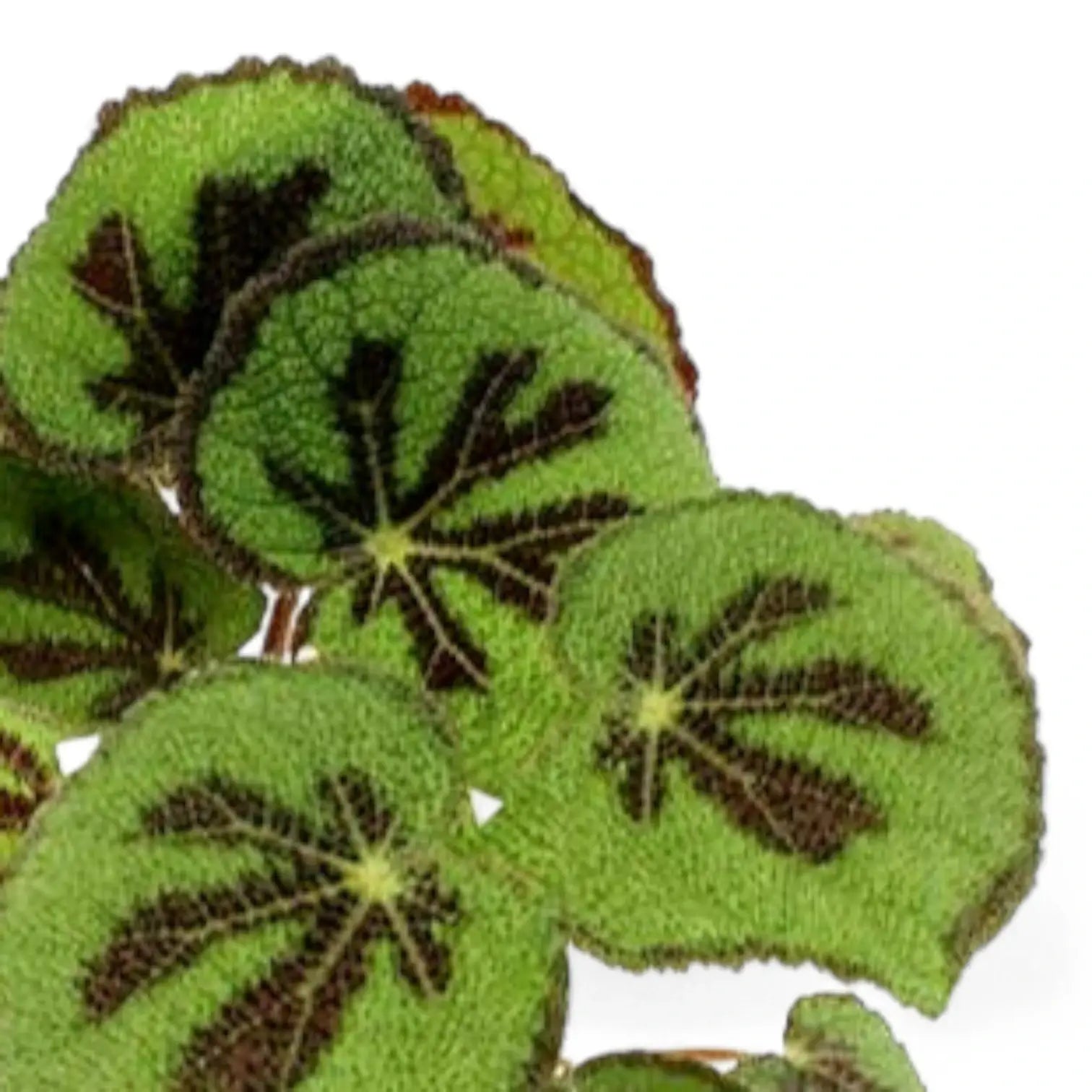 Begonia masoniana 'Rock' – Blatt-Detailaufnahme auf weißem Hintergrund.