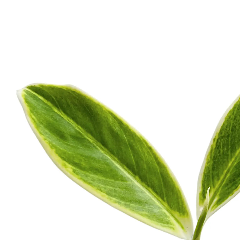 Aglaonema 'Lipstick Green' leaf close-up on white background.
