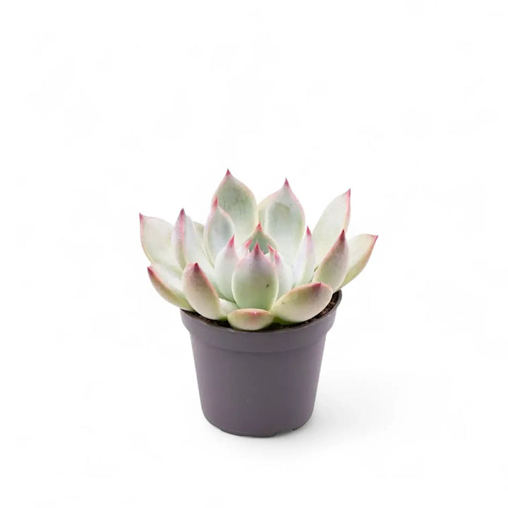 Echeveria chihuahuaensis – Topfpflanze im Kulturtopf vor weißem Hintergrund, Produktfoto 2.