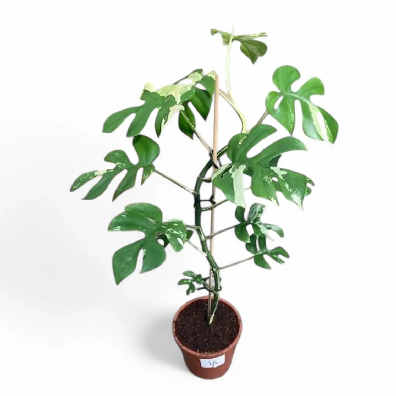 Rhaphidophora tetrasperma albo-variegata potted houseplant in nursery pot on white background, product photo 9.