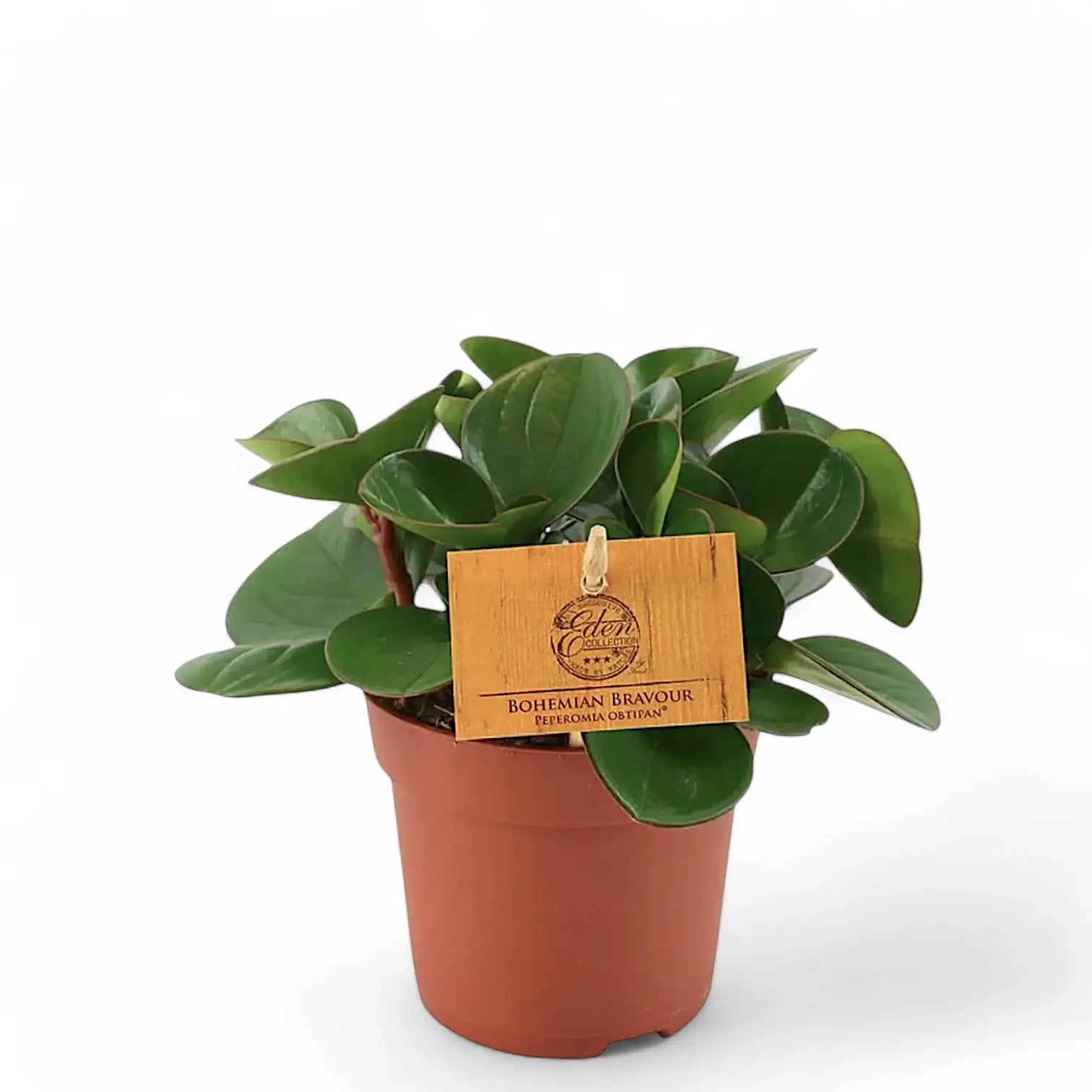 Peperomia obtusifolia potted houseplant in nursery pot on white background, product photo 5.