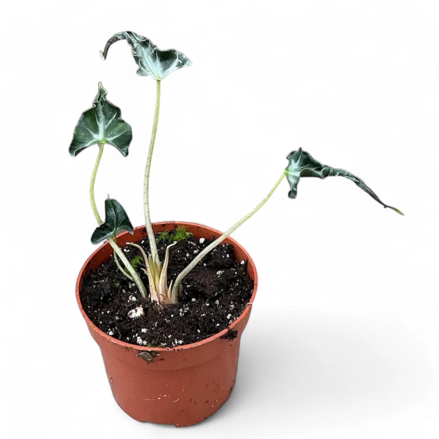 Alocasia 'Loco' – Zimmerpflanze im Kulturtopf auf weißem Hintergrund, Produktfoto 7.