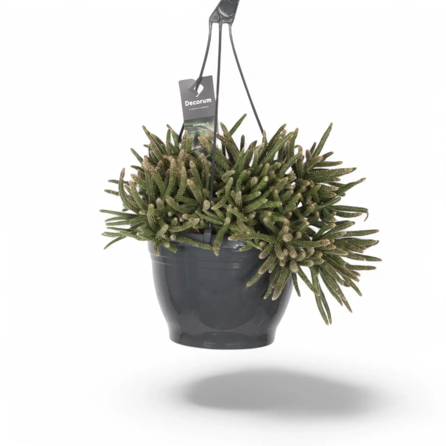 Rhipsalis baccifera ssp. horrida – Zimmerpflanze im Kulturtopf auf weißem Hintergrund, Produktfoto 6.