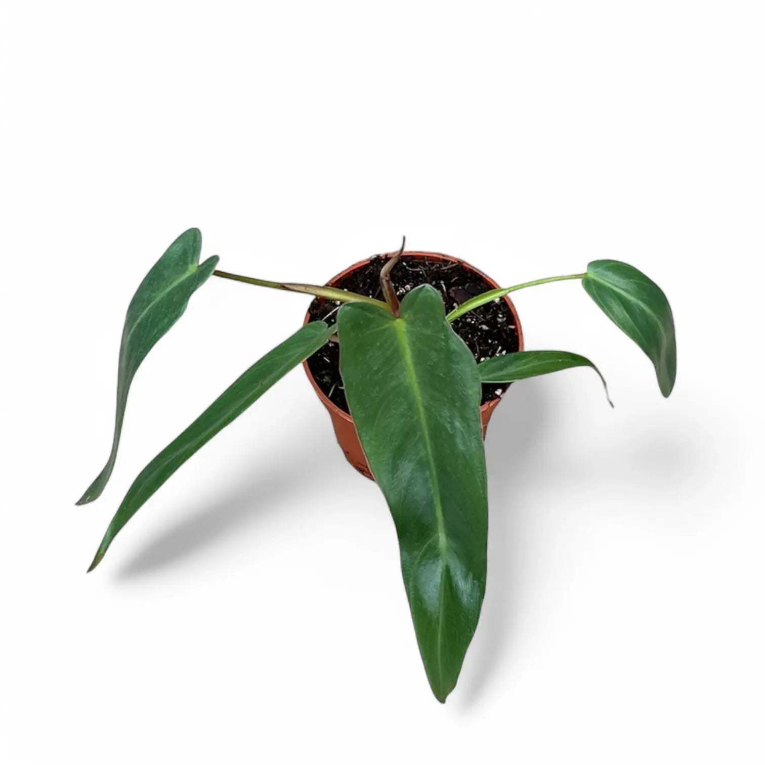 Philodendron spiritus-sancti potted houseplant in nursery pot on white background, product photo 9.