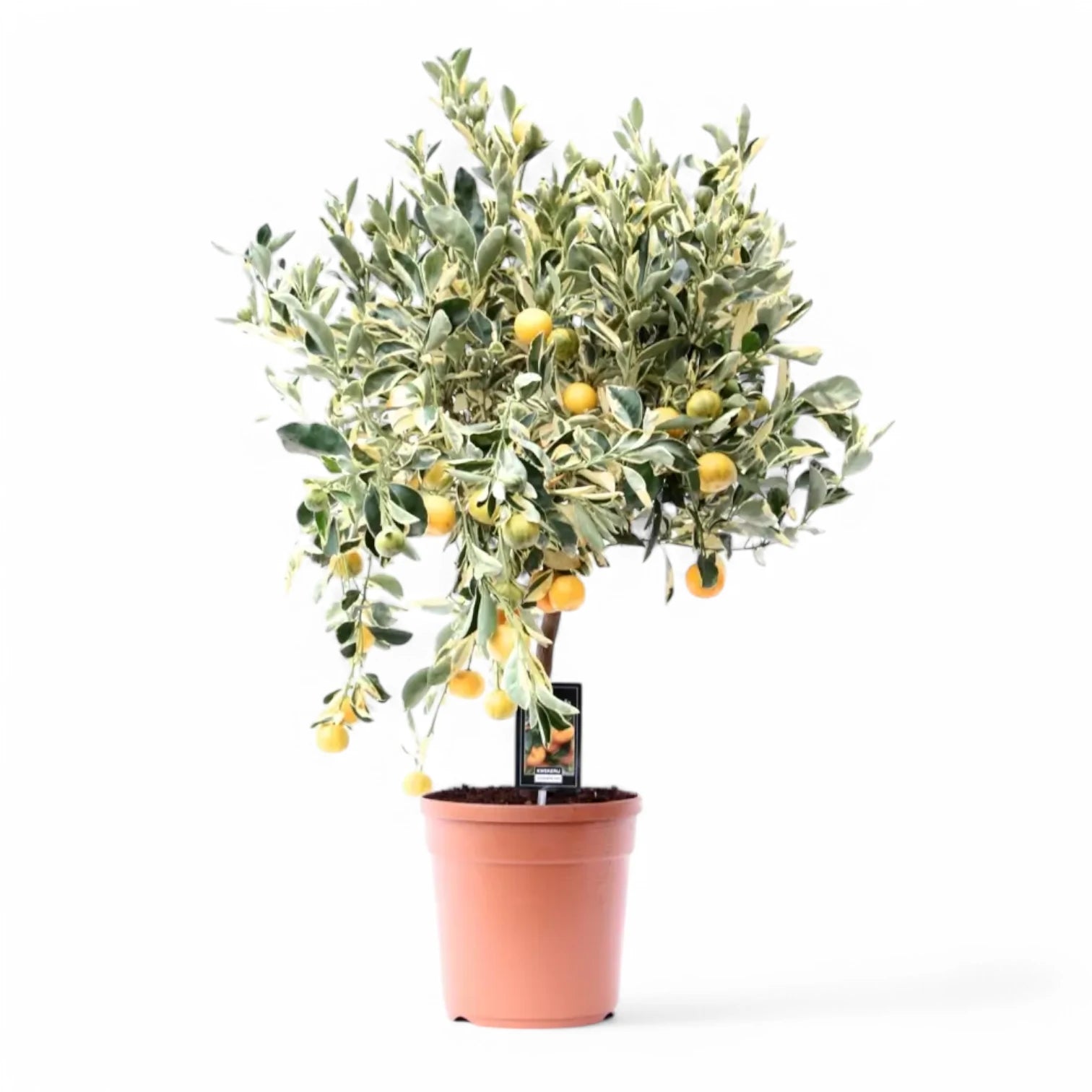 Citrus × limon variegata potted houseplant in nursery pot on white background, product photo 3.
