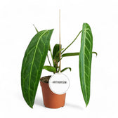 Philodendron verrucosum potted houseplant in nursery pot on white background, product photo 3.