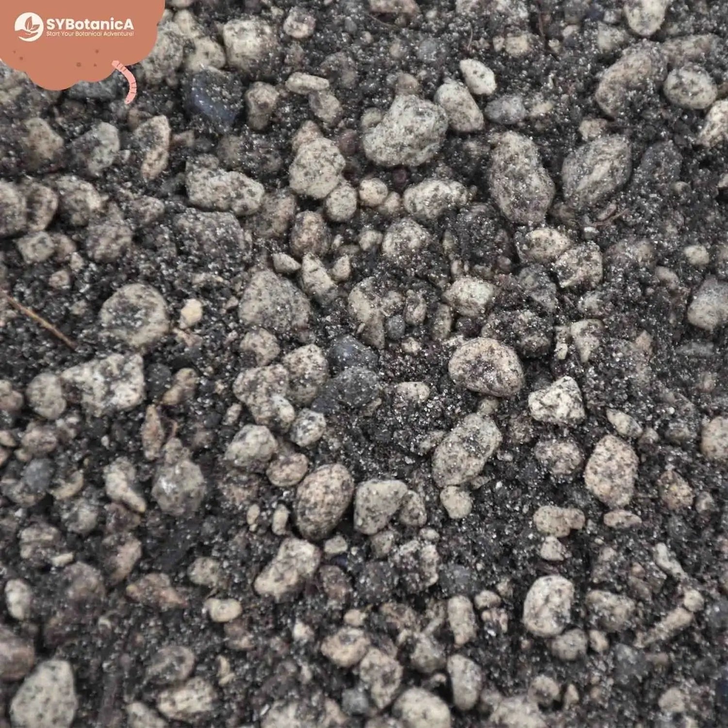 Lithops- & Split-Rock-Substratmischung auf weißem Hintergrund, Produktfoto 5.