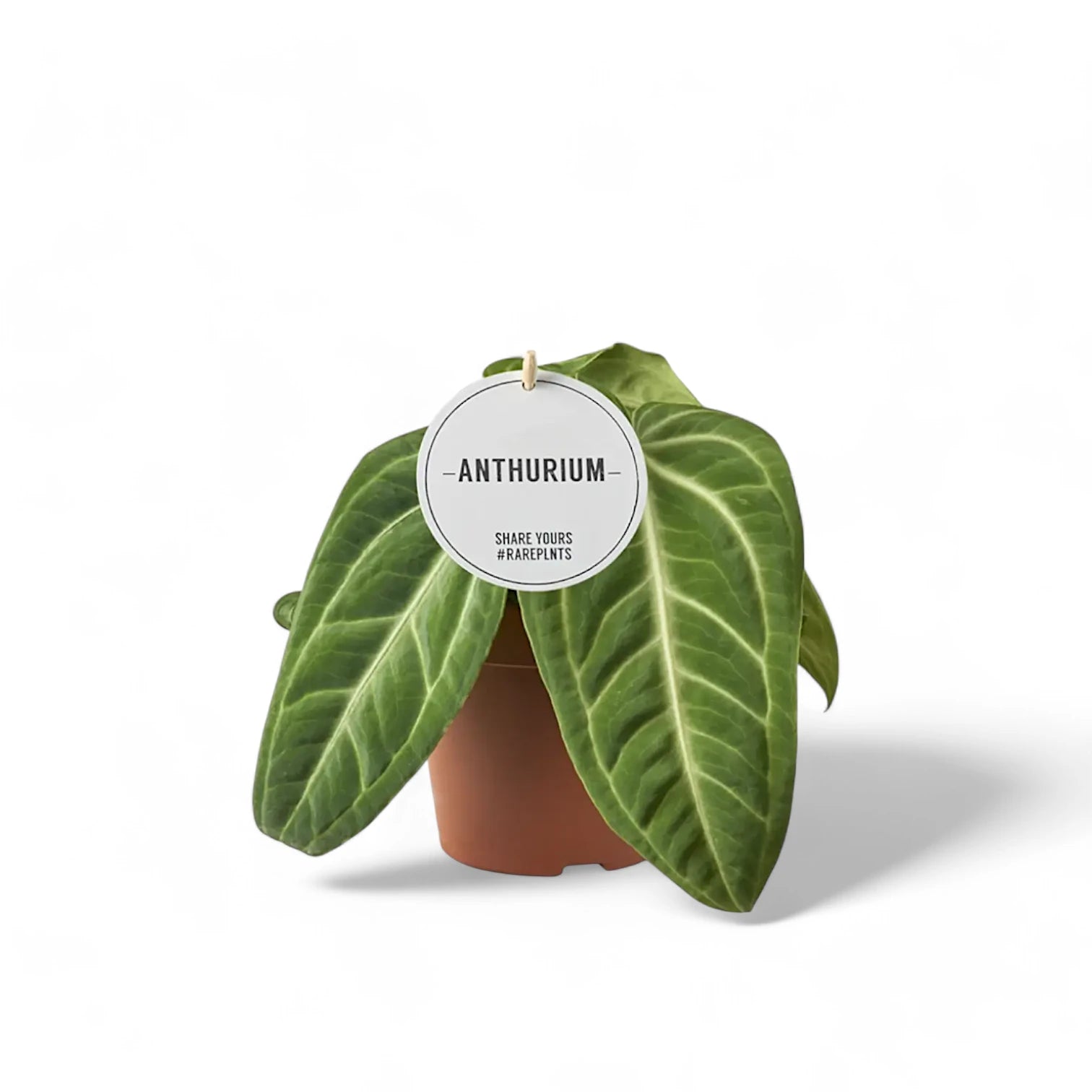 Anthurium villenaorum potted houseplant in nursery pot on white background, product photo 13.