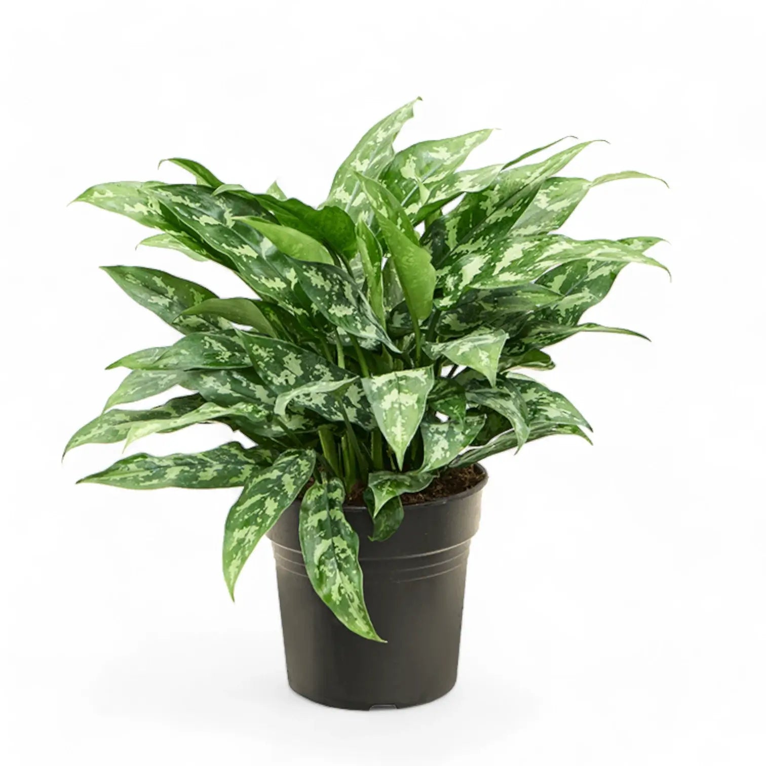 Aglaonema 'Maria' potted houseplant in nursery pot on white background, product photo 7.