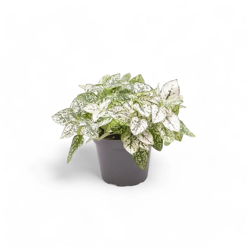Hypoestes phyllostachya 'White' potted houseplant in nursery pot on white background, product photo 2.