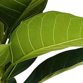 Nahaufnahme eines Blatts von Ficus benghalensis 'Roy' vor weißem Hintergrund.