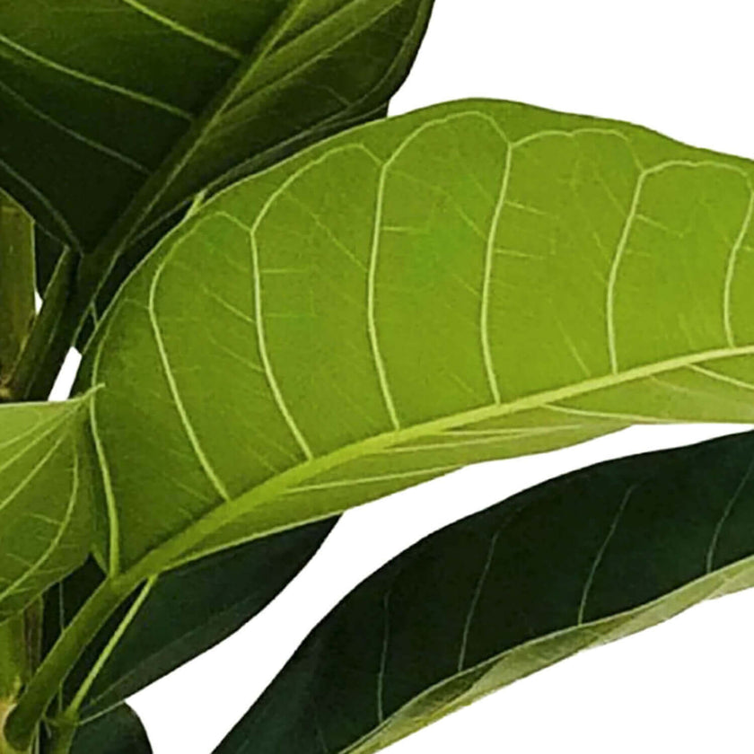 Nahaufnahme eines Blatts von Ficus benghalensis 'Roy' vor weißem Hintergrund.