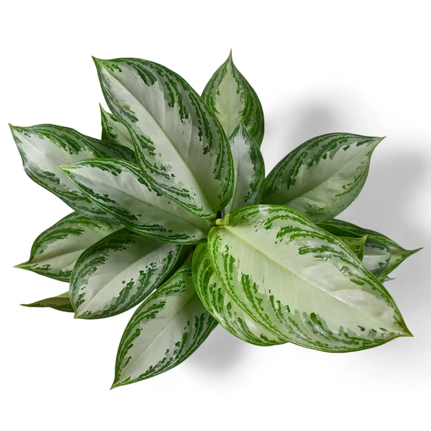 Nahaufnahme eines Blatts von Aglaonema 'Silver Bay' vor weißem Hintergrund.