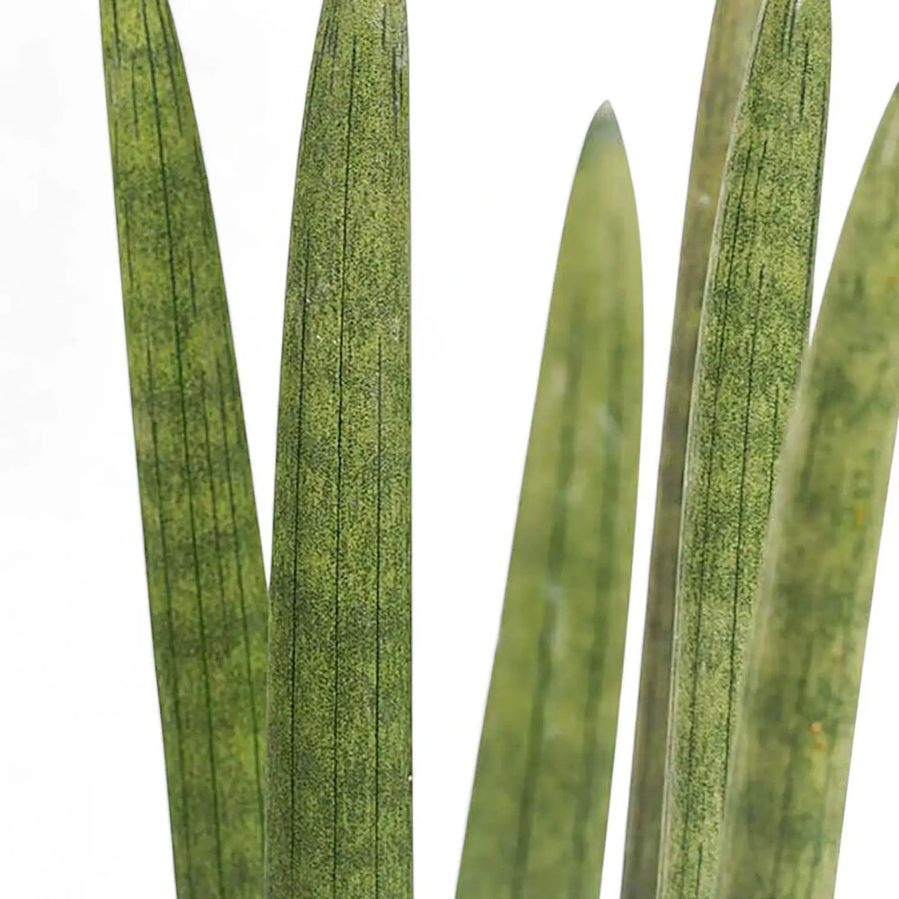 Dracaena angolensis (Sansevieria cylindrica) leaf close-up on white background.