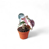 Alocasia 'Polly' Albo/ Pink Variegata potted houseplant in nursery pot on white background, product photo 8.