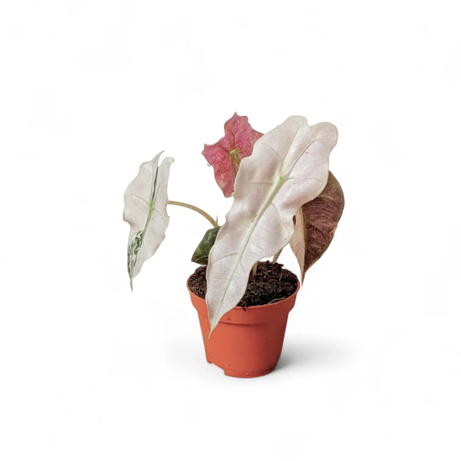 Alocasia 'Polly' Albo/ Pink Variegata potted houseplant in nursery pot on white background, product photo 6.