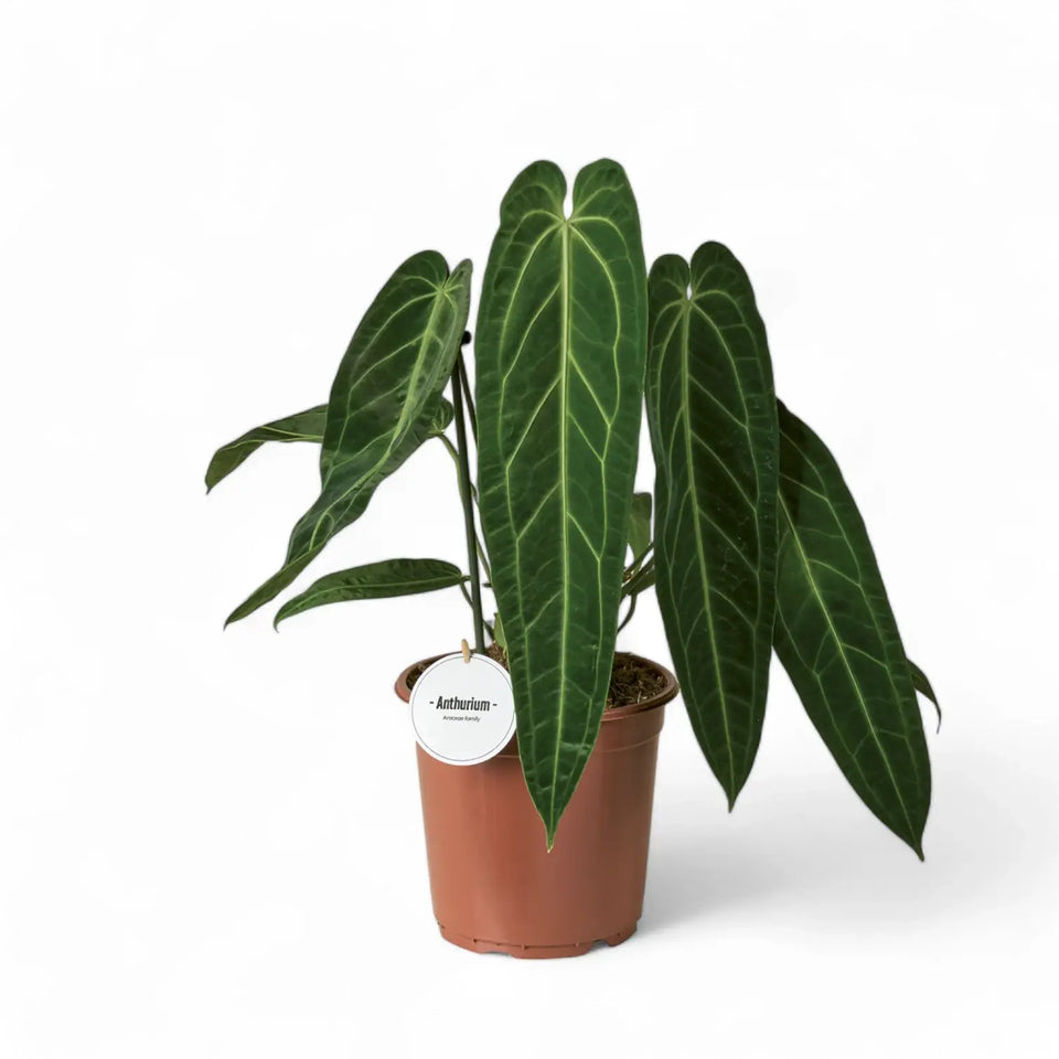 Anthurium warocqueanum potted houseplant in nursery pot on white background, product photo 4.