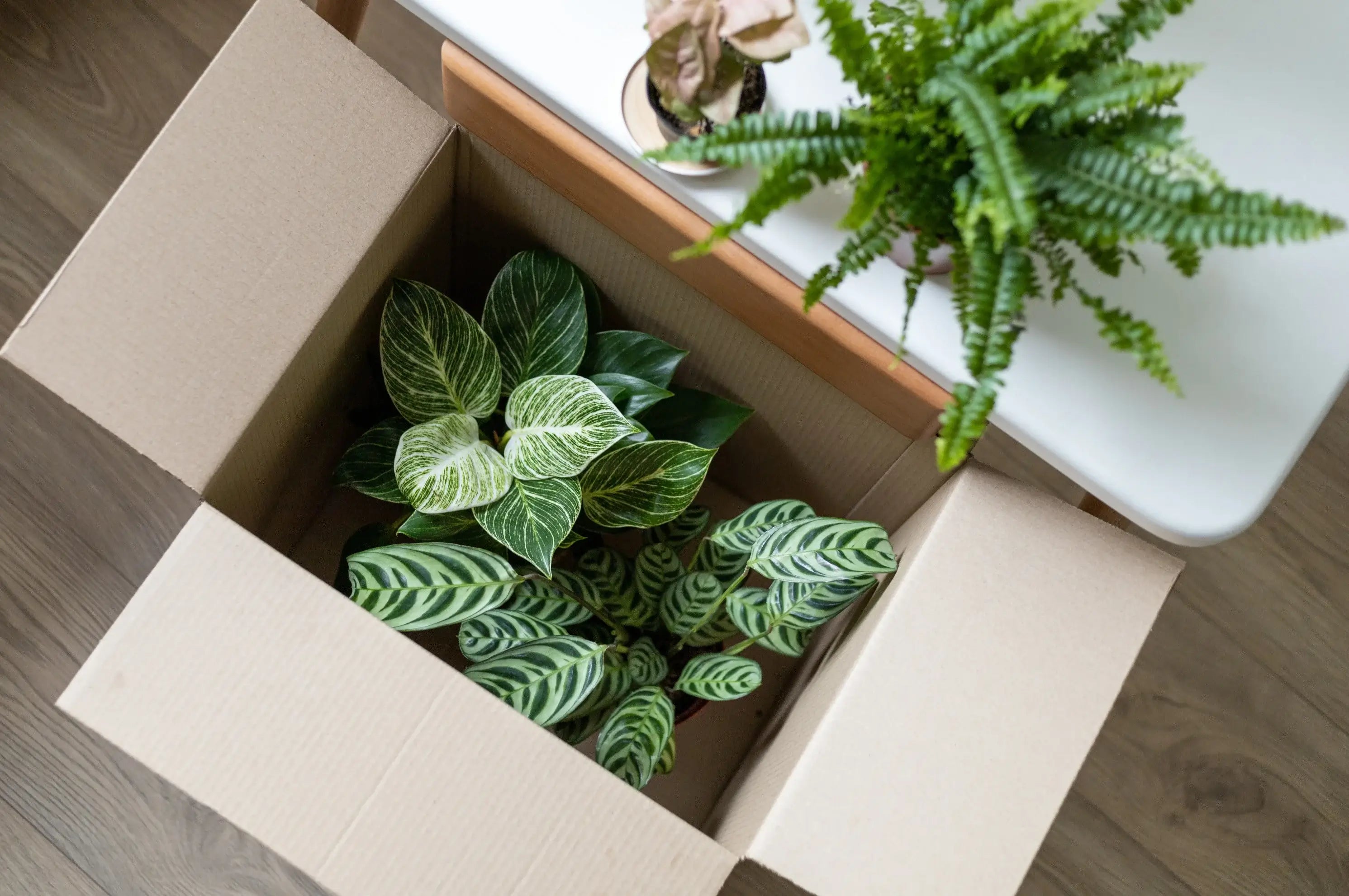 Potted plants being moved from a box to a table.
