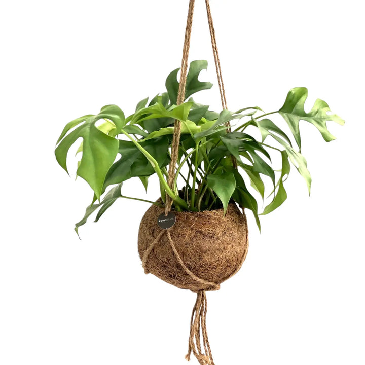 Rhaphidophora tetrasperma in Kokodama potted houseplant in nursery pot on white background, product photo 2.