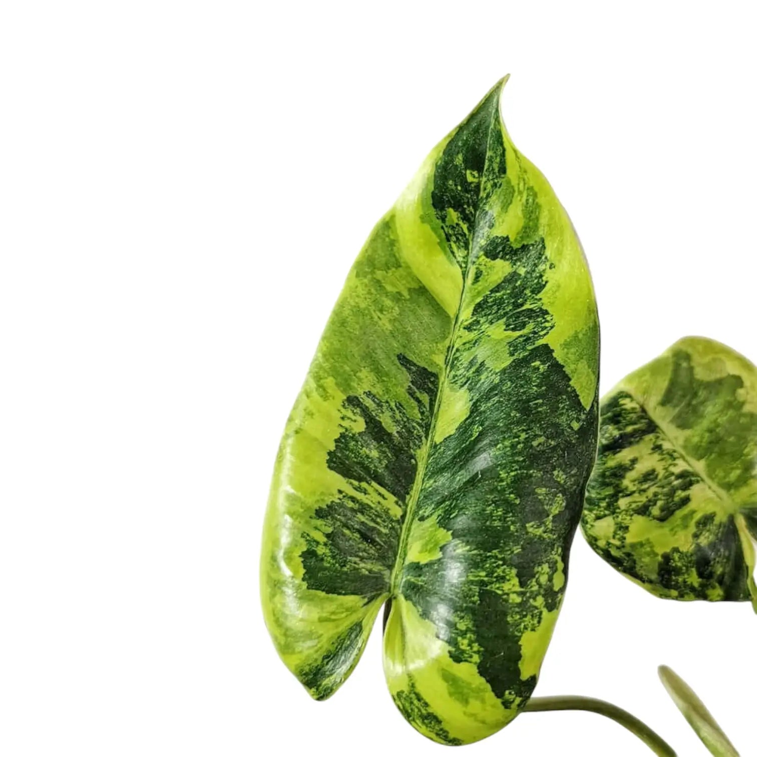 Philodendron 'Burle Marx' variegata – Blatt-Detailaufnahme auf weißem Hintergrund.
