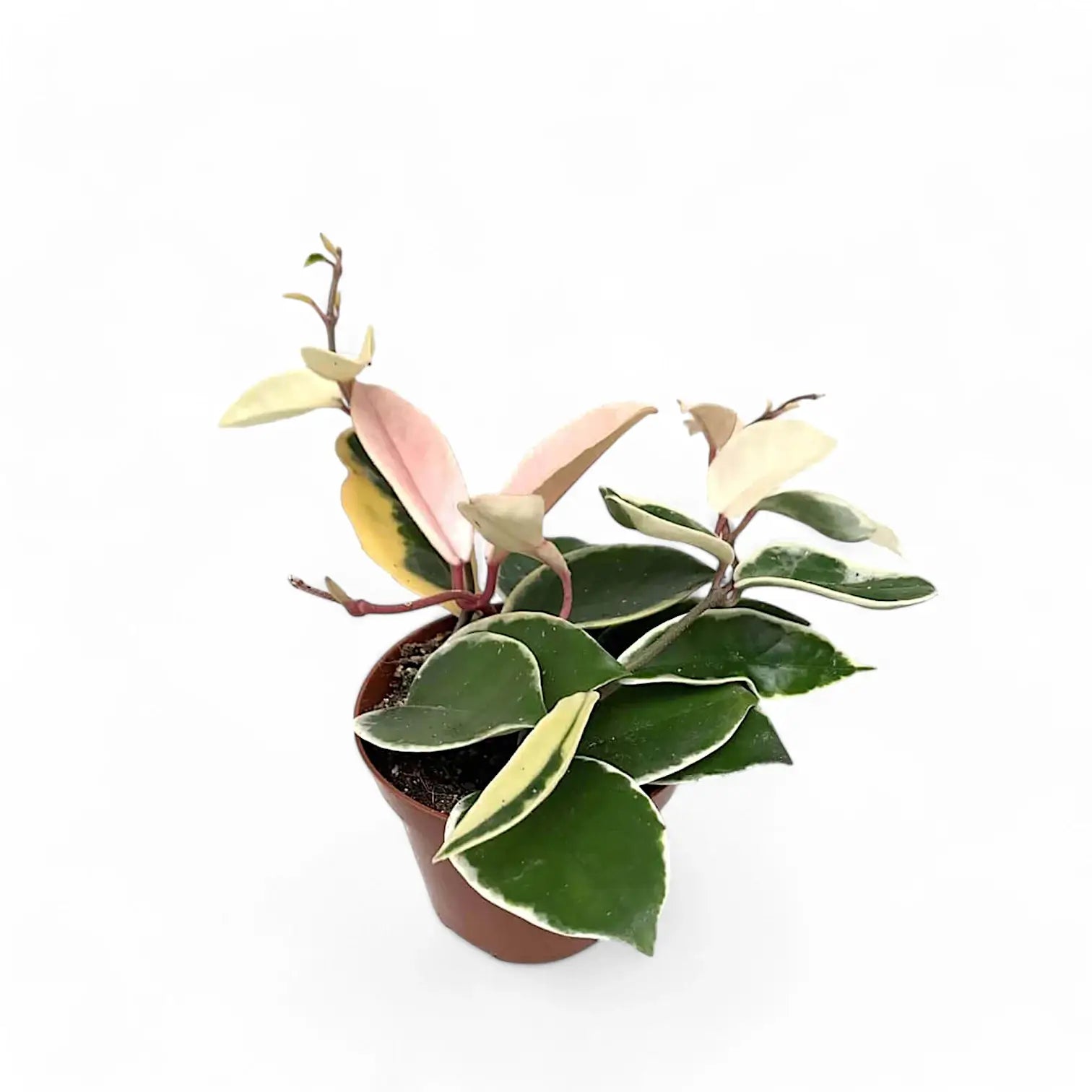 Hoya carnosa 'Krimson Queen' (albomarginata) potted houseplant in nursery pot on white background, product photo 3.