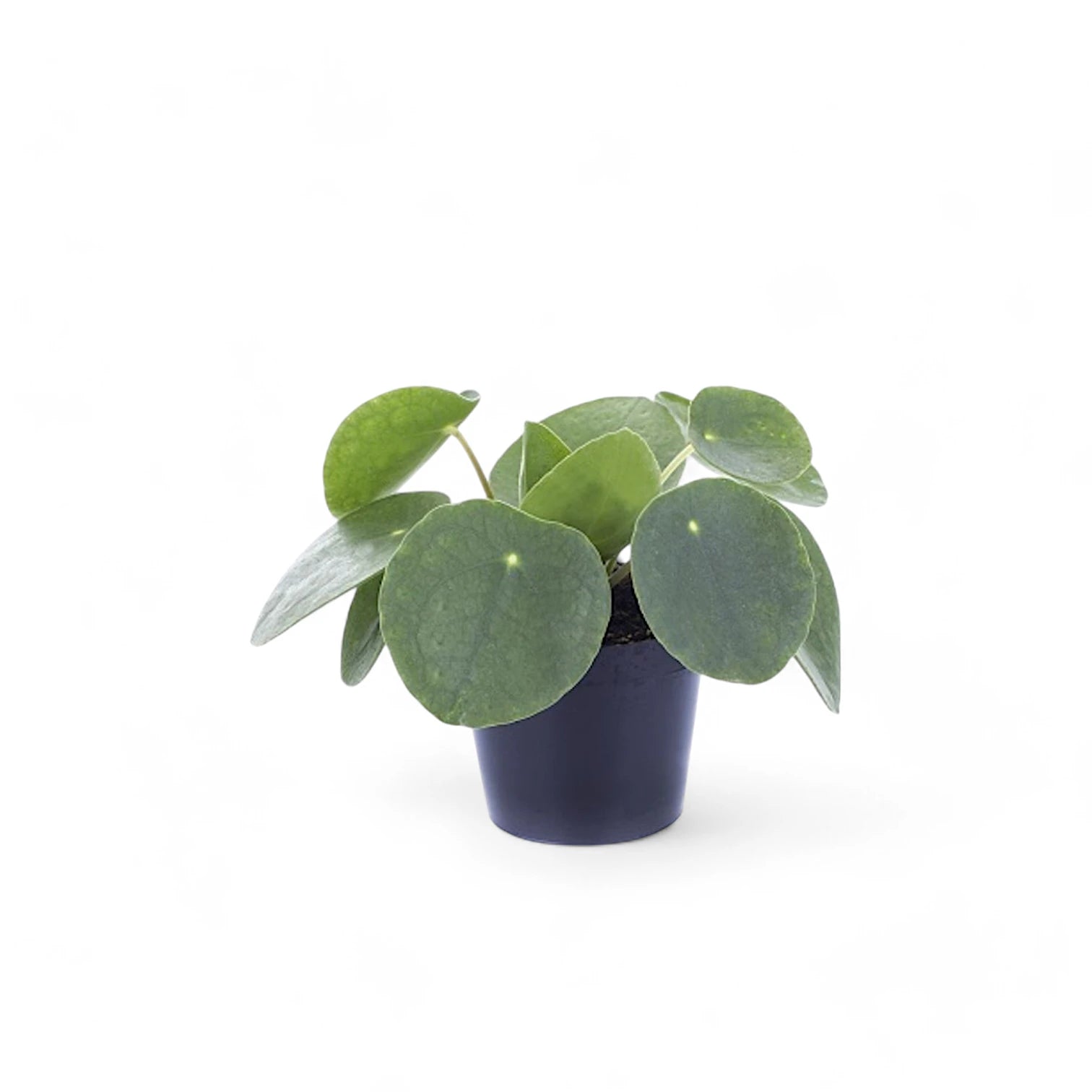 Pilea peperomioides potted houseplant in nursery pot on white background, product photo 4.