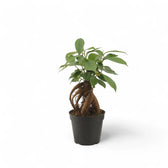 Ficus microcarpa 'Ginseng' potted houseplant in nursery pot on white background, product photo 6.