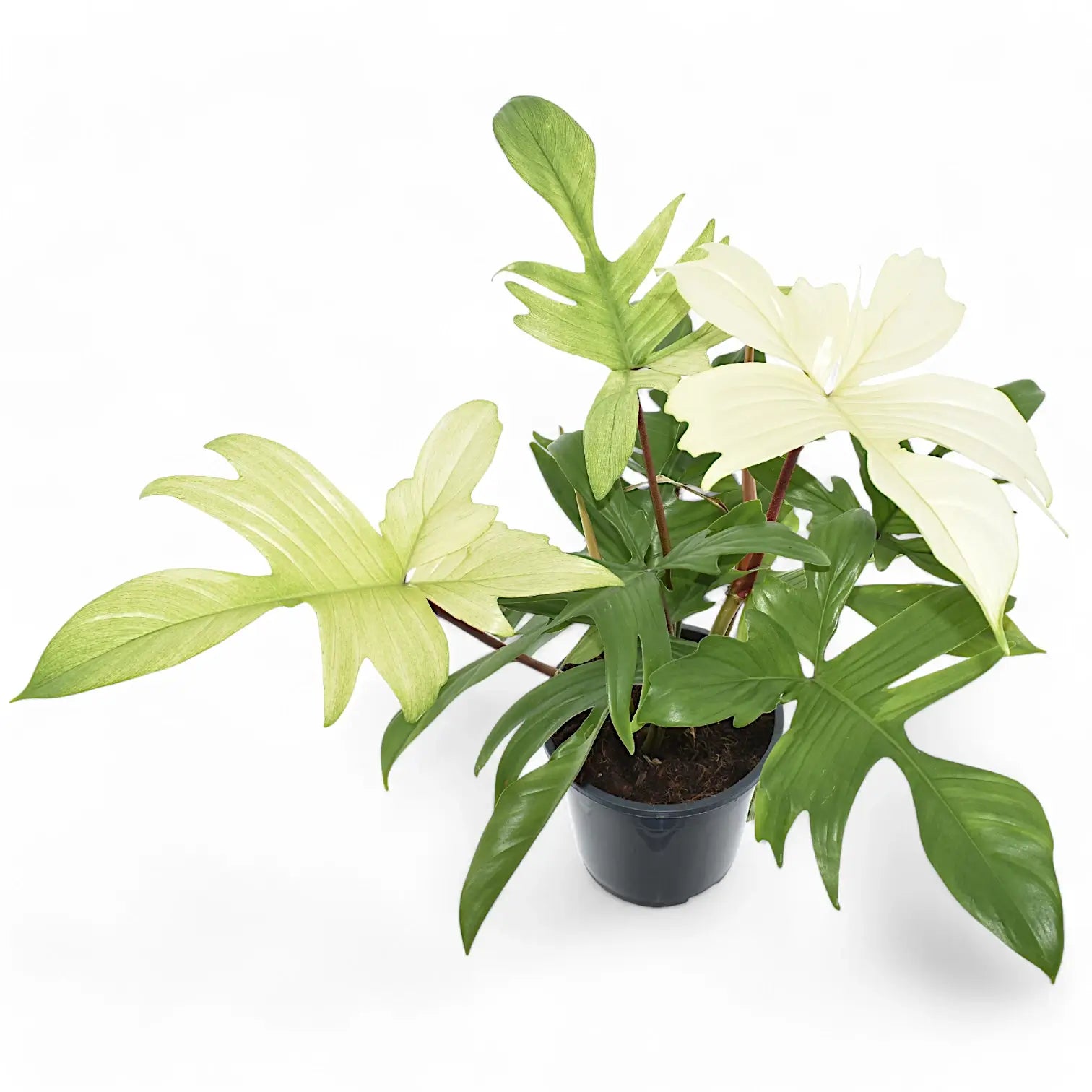 Philodendron 'Florida Ghost' potted houseplant in nursery pot on white background, product photo 2.