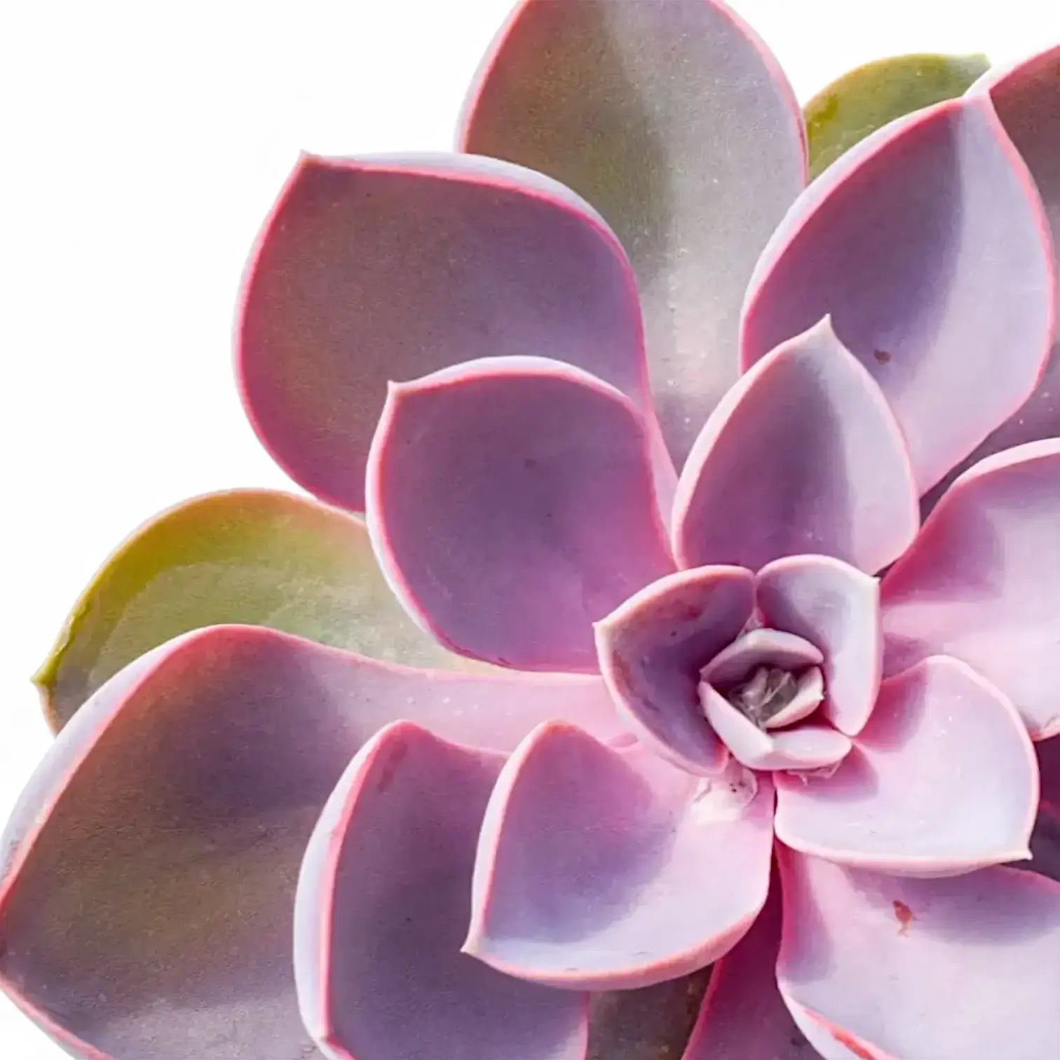 Echeveria 'Purple Pearl' (auch bekannt als 'Perle von Nürnberg') – Nahaufnahme eines Blatts vor weißem Hintergrund.