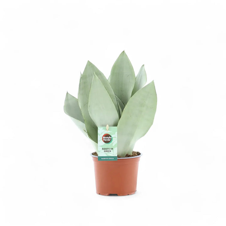 Dracaena (Sansevieria) trifasciata 'Moonshine' potted houseplant in nursery pot on white background, product photo 4.