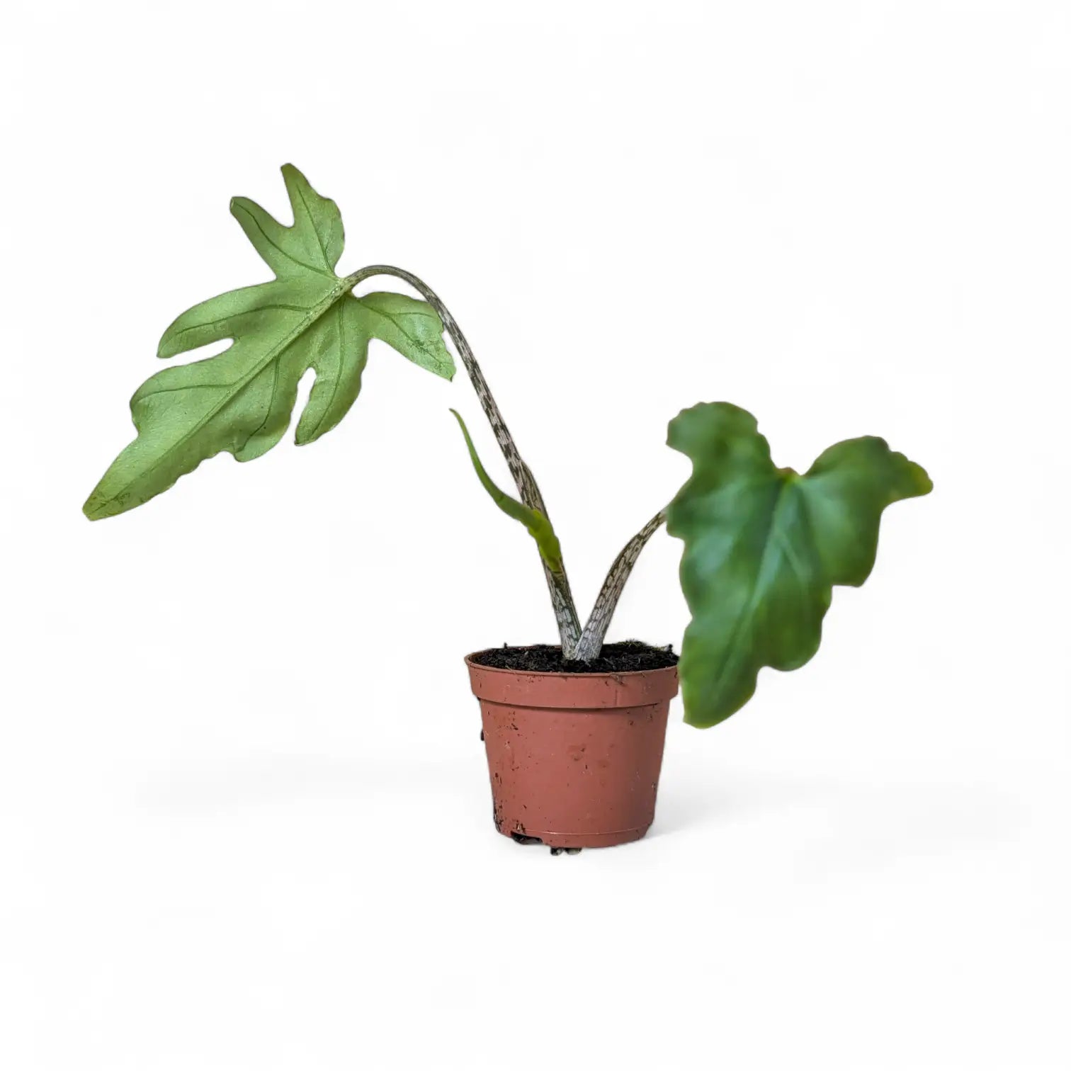Alocasia brancifolia 'Pink Passion' potted houseplant in nursery pot on white background, product photo 4.
