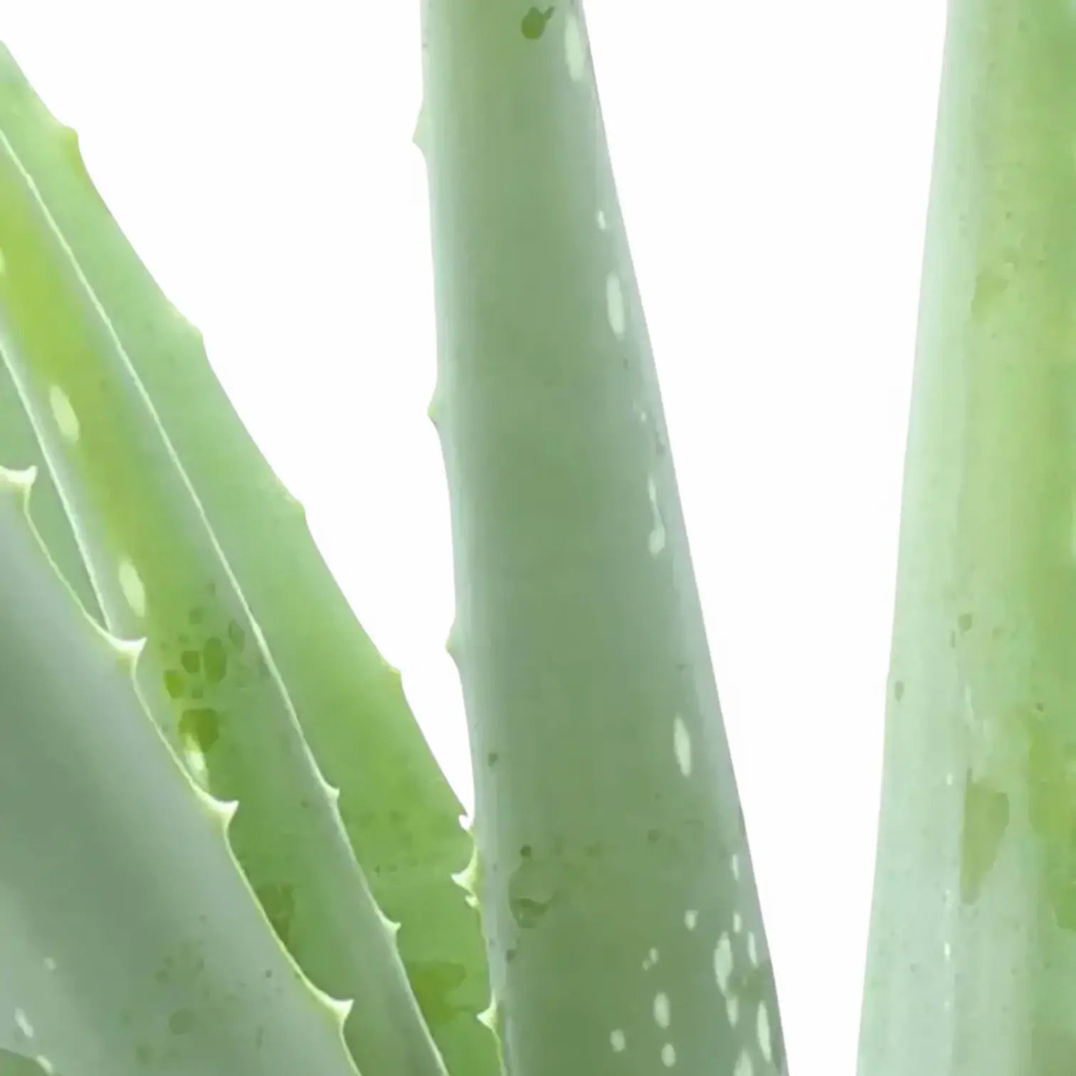 Aloe vera – Nahaufnahme eines Blatts vor weißem Hintergrund.
