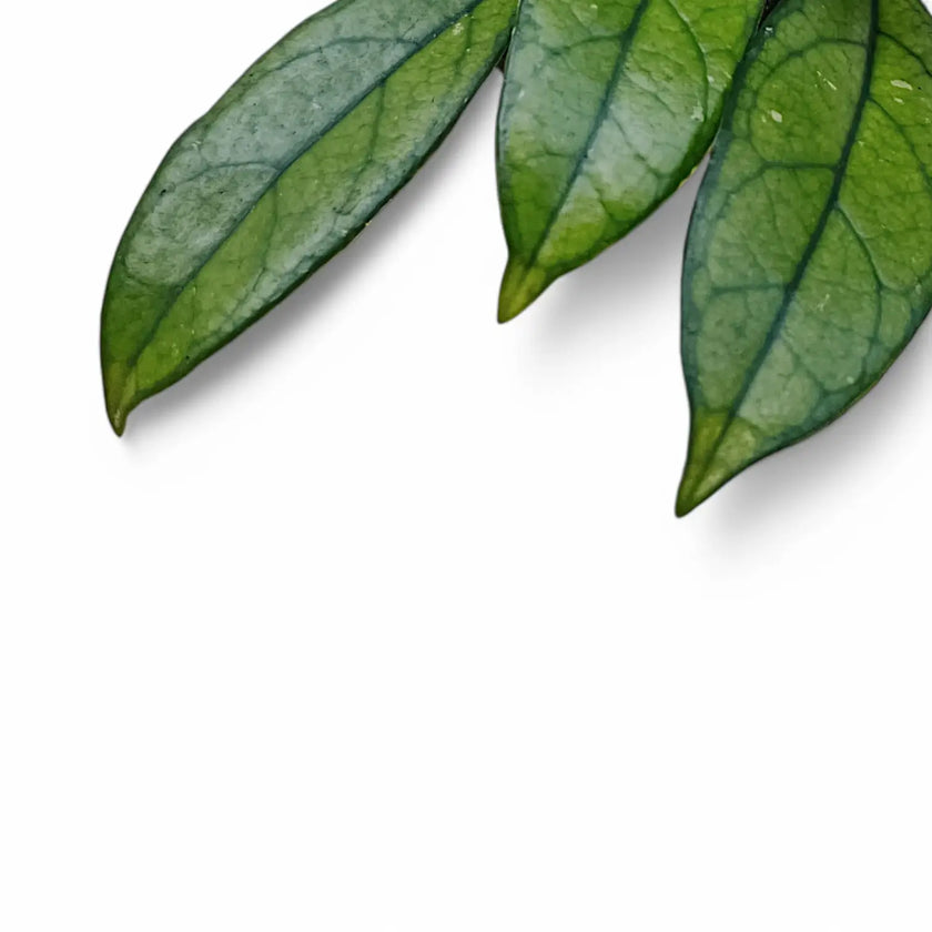 Nahaufnahme eines Blatts von Hoya crassipetiolata vor weißem Hintergrund.