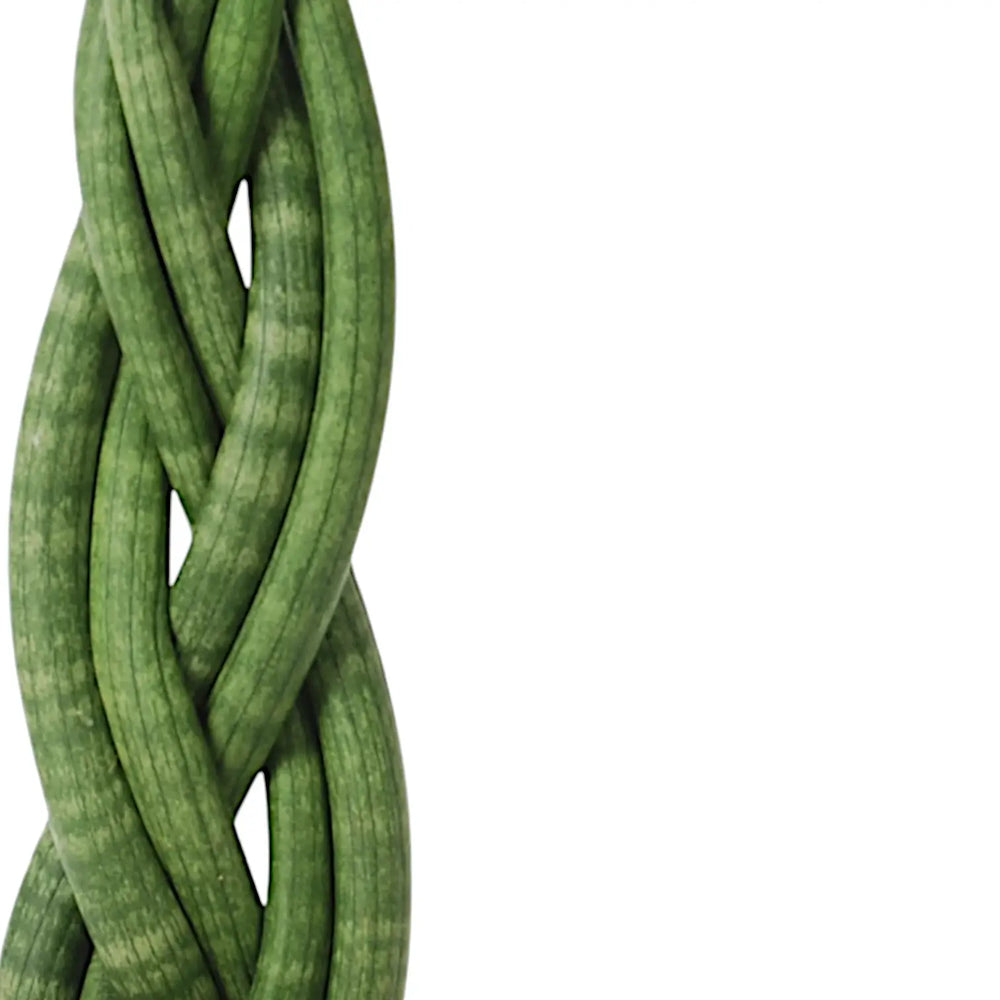 Dracaena angolensis (Sansevieria cylindrica) 'Twister' leaf close-up on white background.