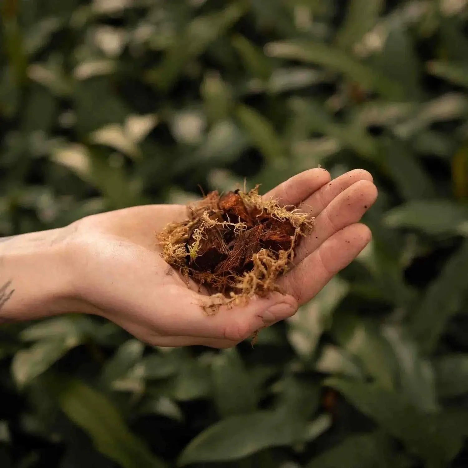 Orchideen-Substratmischung auf weißem Hintergrund, Produktfoto 4.