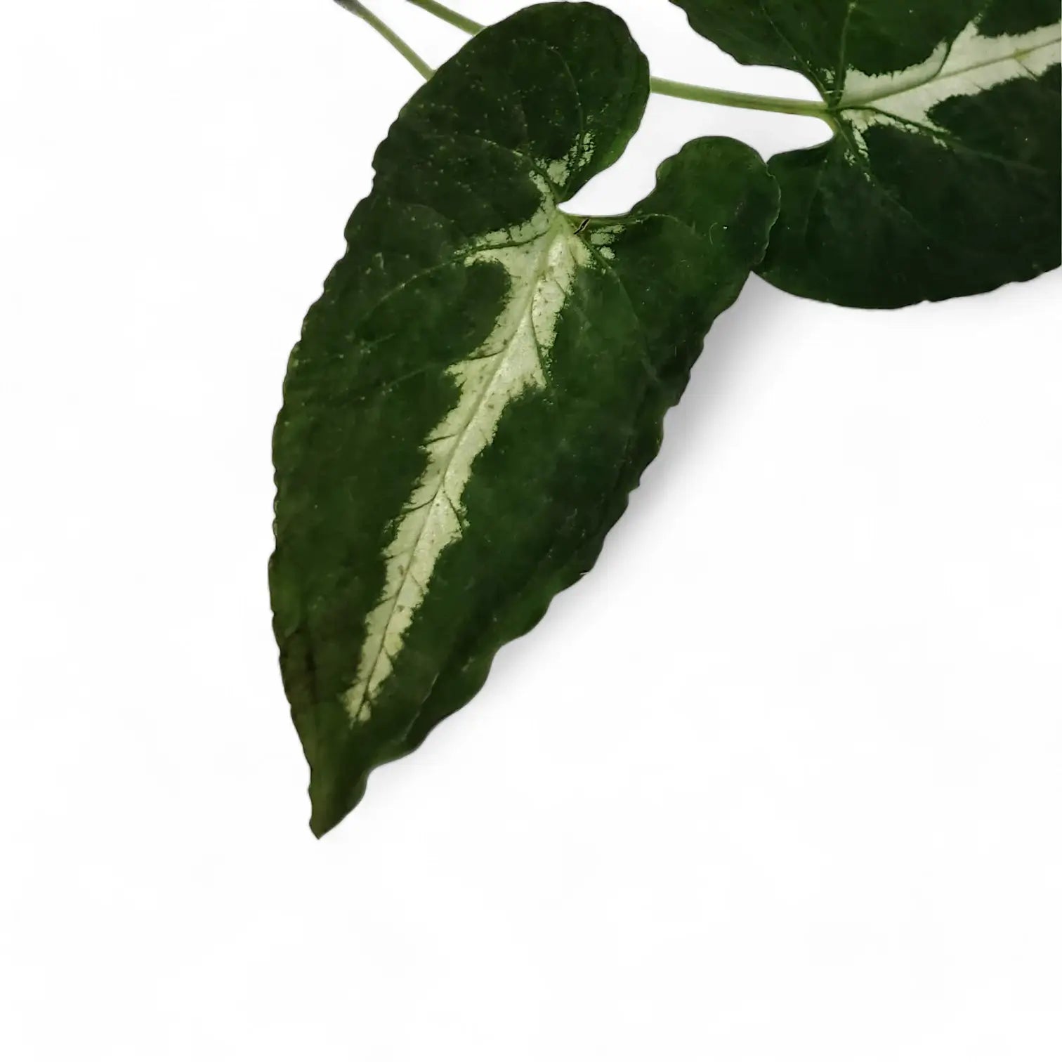 Syngonium wendlandii leaf close-up on white background.