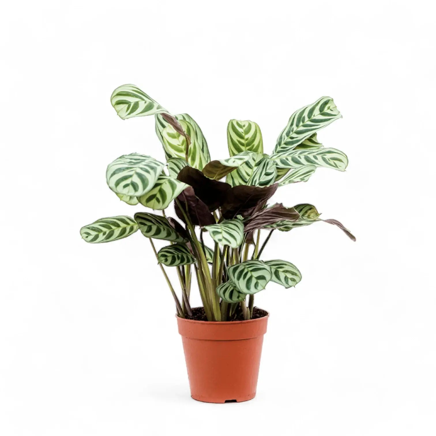 Ctenanthe burle marxii – Topfpflanze im Kulturtopf vor weißem Hintergrund, Produktfoto 4.