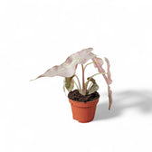 Alocasia 'Polly' Albo/ Pink Variegata potted houseplant in nursery pot on white background, product photo 10.