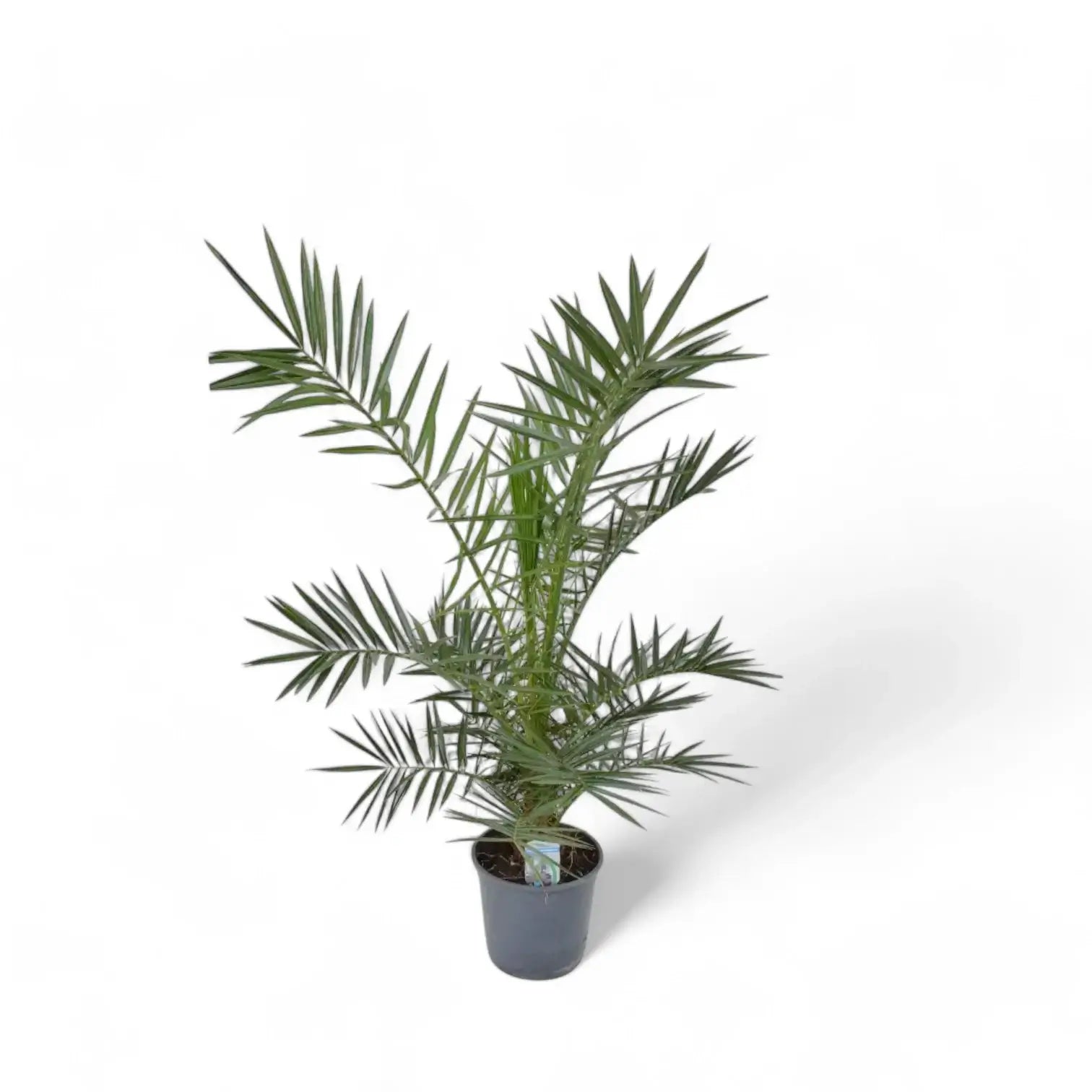 Phoenix canariensis potted houseplant in nursery pot on white background, product photo 3.