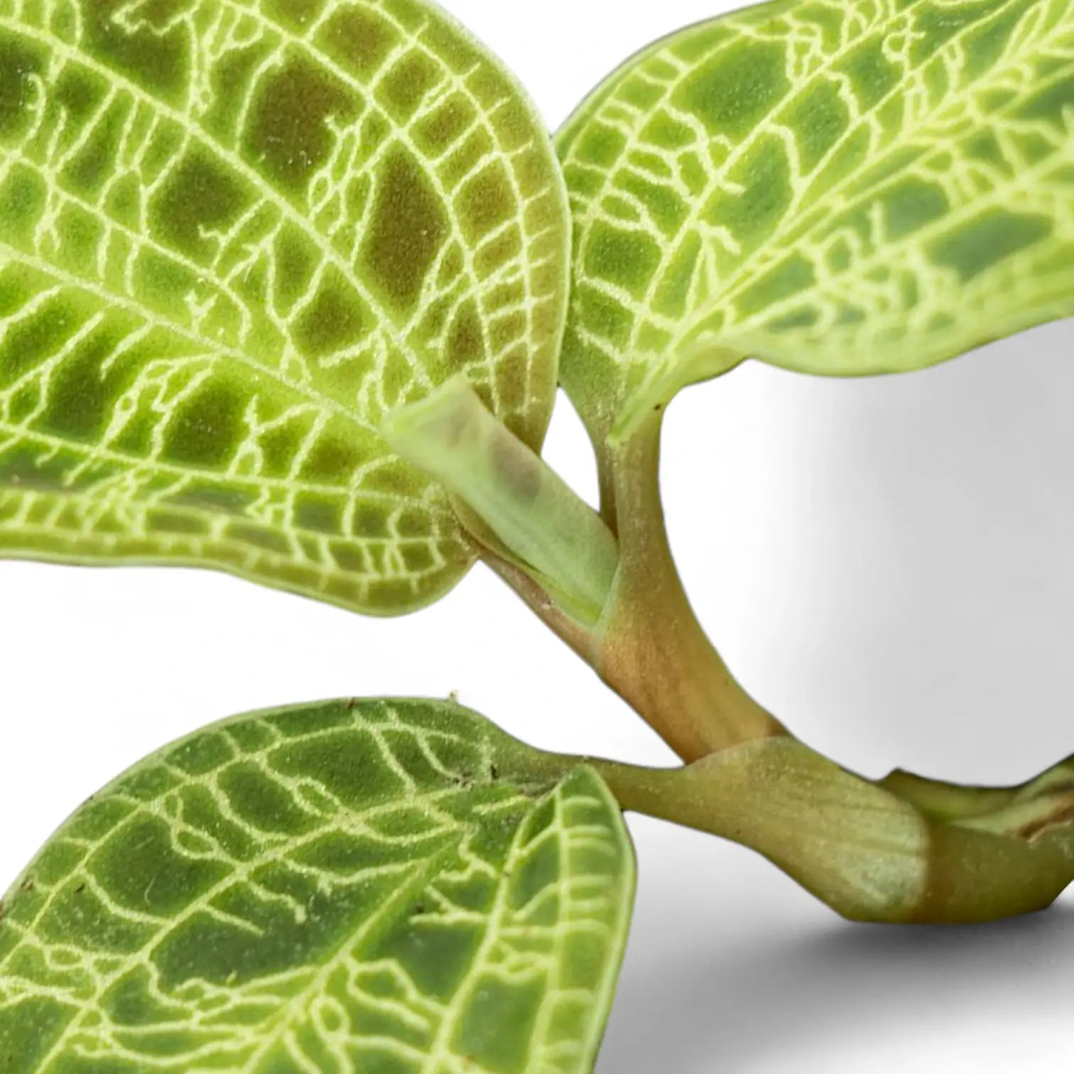 Macodes petola – Zimmerpflanze im Kulturtopf auf weißem Hintergrund, Produktfoto 6.