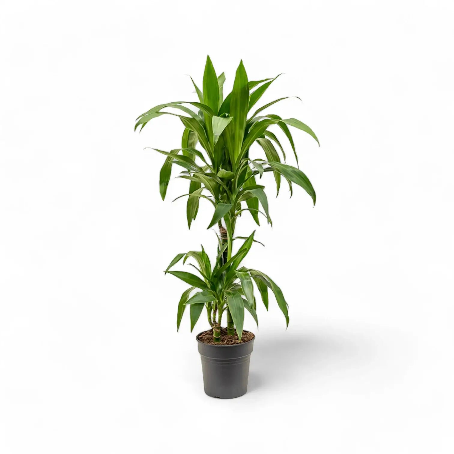 Dracaena fragrans 'Janet Craig' potted houseplant in nursery pot on white background, product photo 7.