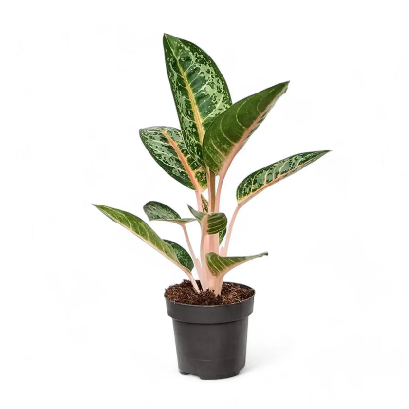 Aglaonema 'Orange Flame' potted houseplant in nursery pot on white background, product photo 2.