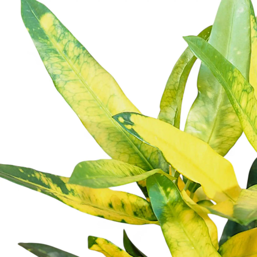 Nahaufnahme eines Blatts von Codiaeum variegatum 'Sunny Star' vor weißem Hintergrund.