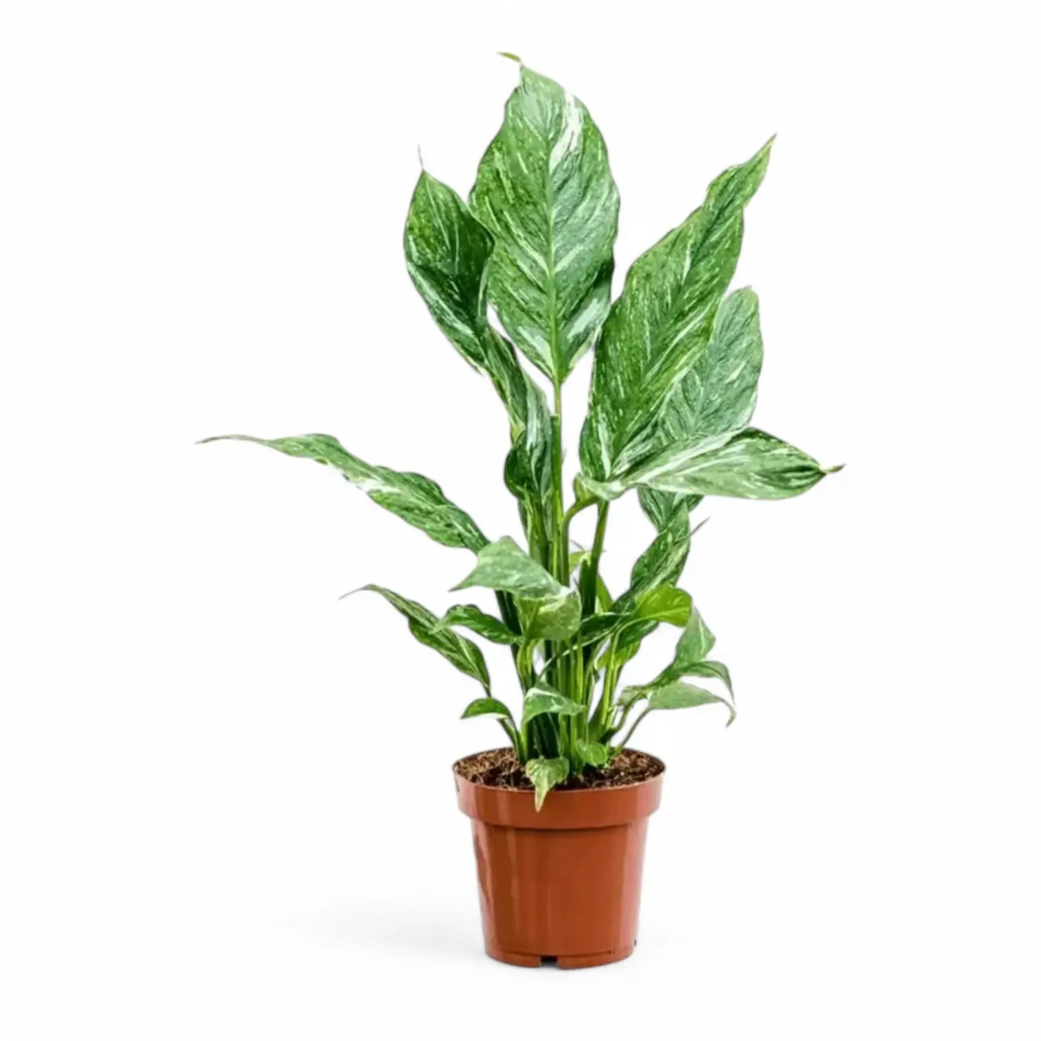 Spathiphyllum 'Diamond' potted houseplant in nursery pot on white background, product photo 3.