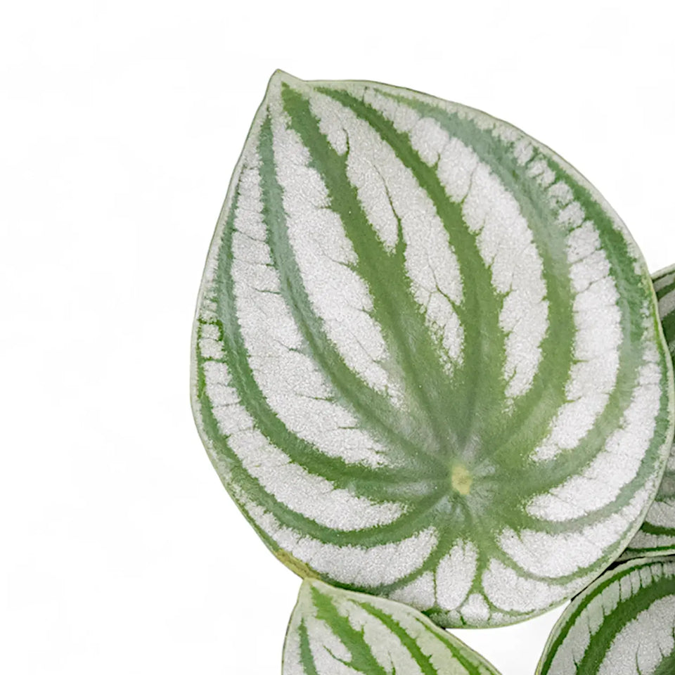 Peperomia argyreia – Zimmerpflanze im Kulturtopf auf weißem Hintergrund, Produktfoto 4.