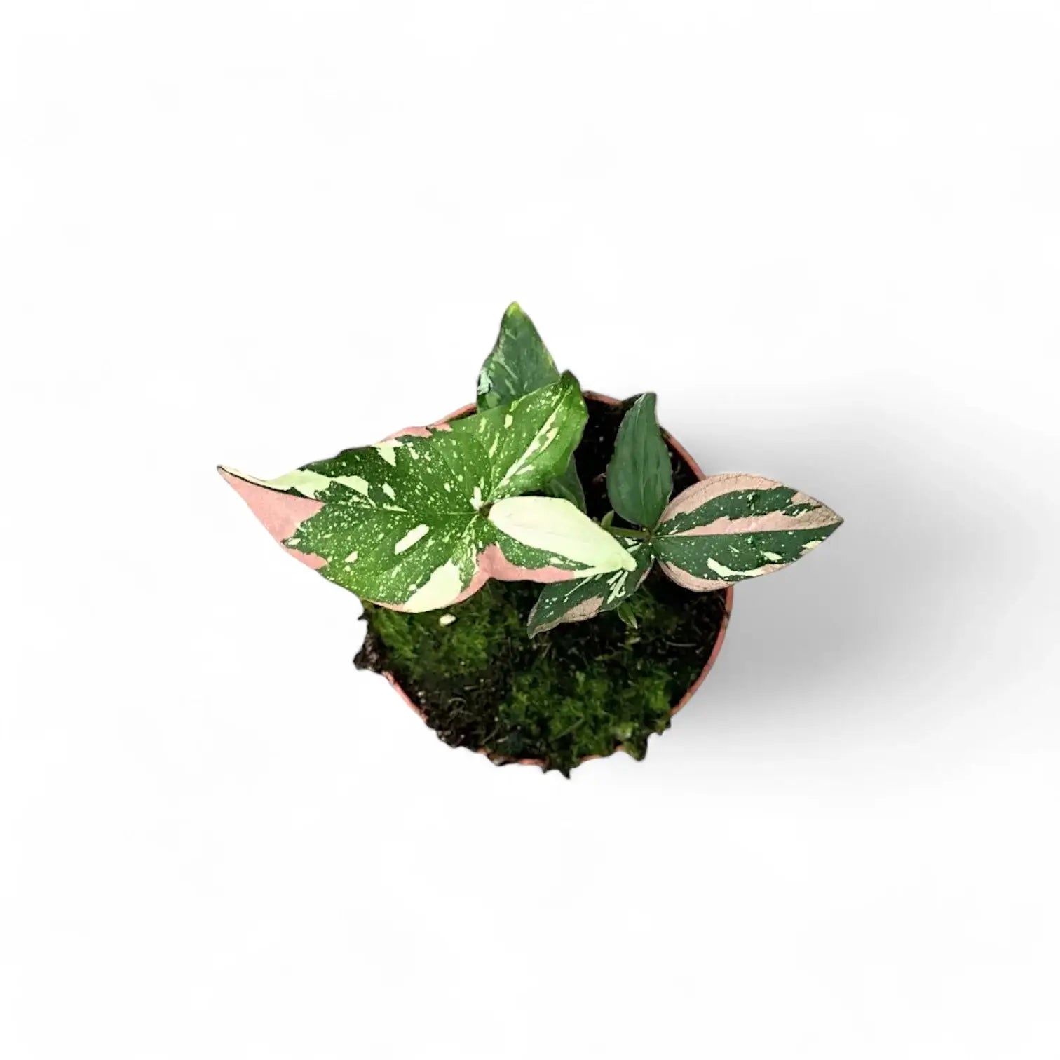 Syngonium podophyllum 'Red spot tricolor' – Zimmerpflanze im Kulturtopf auf weißem Hintergrund, Produktfoto 5.