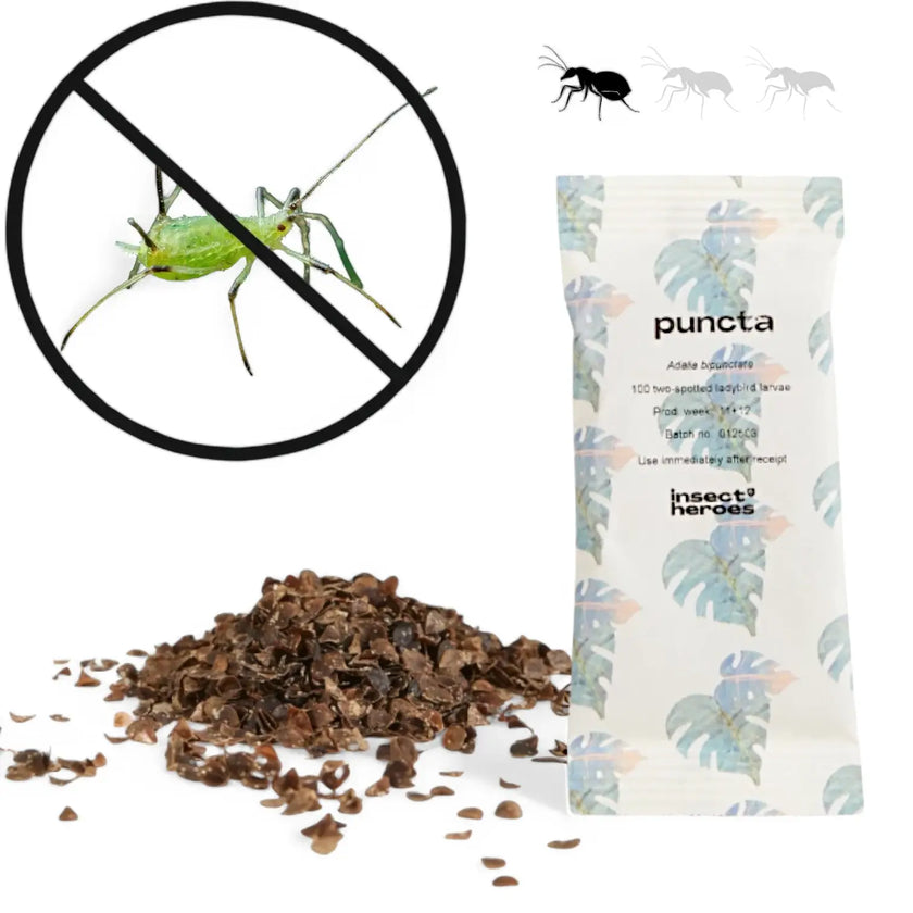 Adalia bipunctata – gegen Blattläuse, Hauptproduktfoto vor weißem Hintergrund.