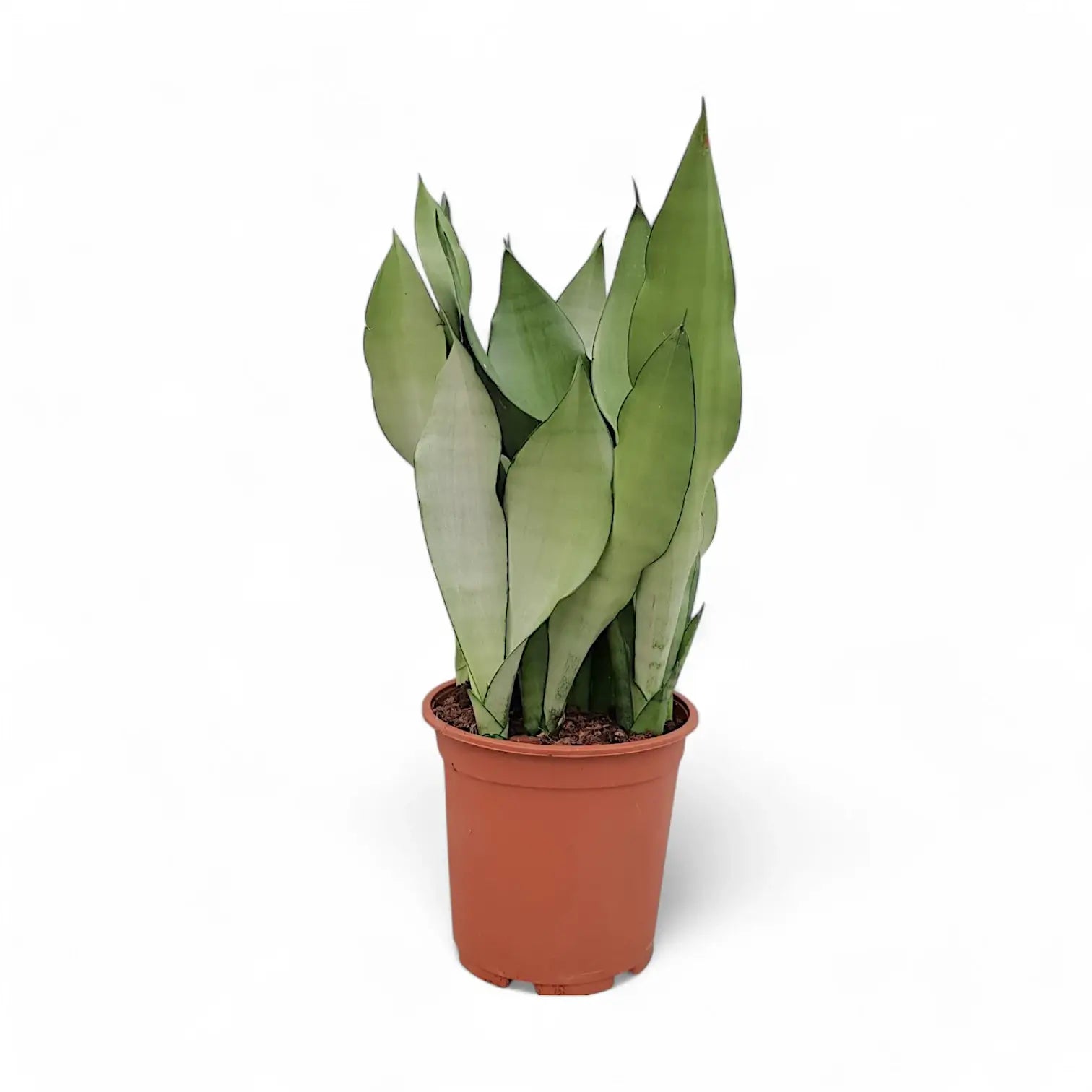 Dracaena (Sansevieria) trifasciata 'Moonshine' – Topfpflanze im Kulturtopf vor weißem Hintergrund, Produktfoto 7.