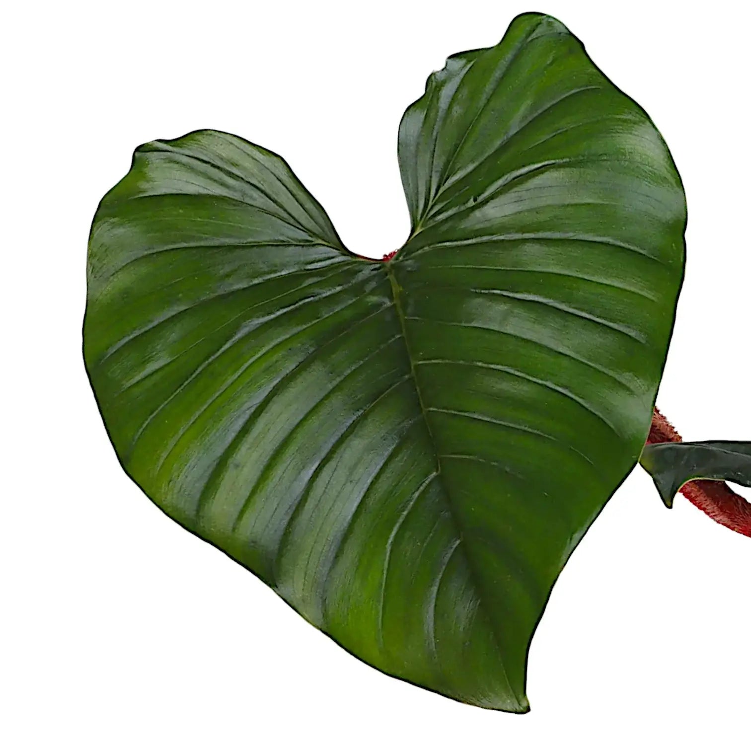 Philodendron squamiferum x serpens leaf close-up on white background.