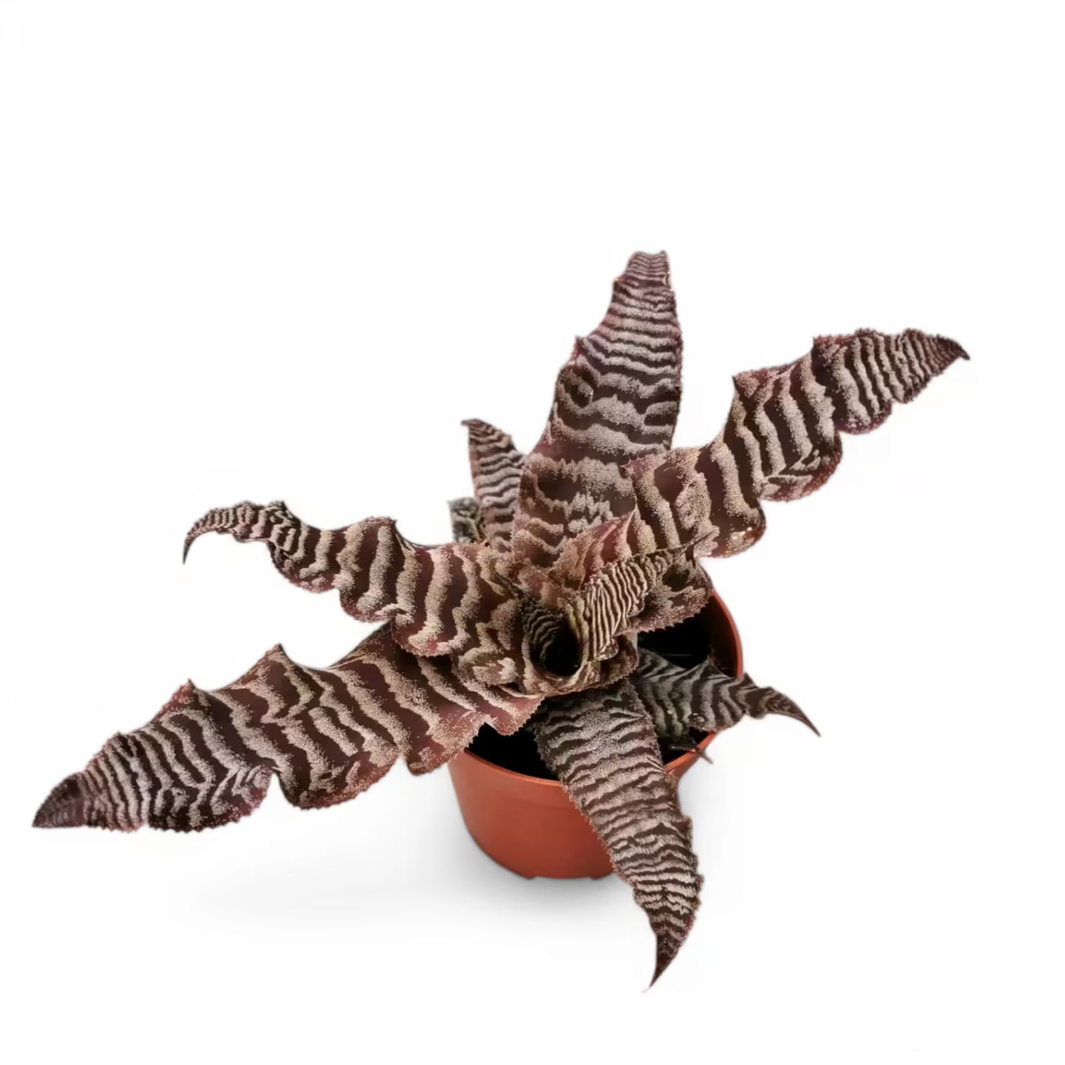 Cryptanthus zonatus – Topfpflanze im Kulturtopf vor weißem Hintergrund, Produktfoto 4.